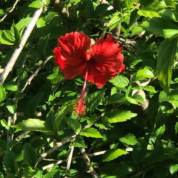 Meet your Posher, Lisa - Picture 1 of 1